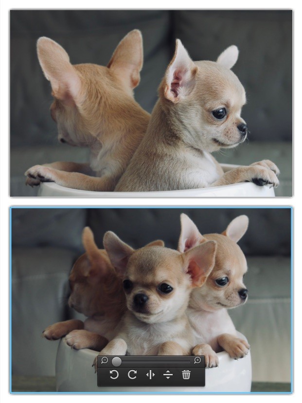 du Domaine San Sébastian - Chiots disponibles