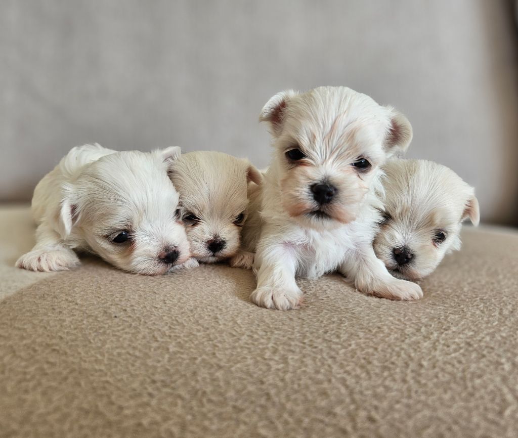 du Domaine San Sébastian - Des chiots sont à réserver