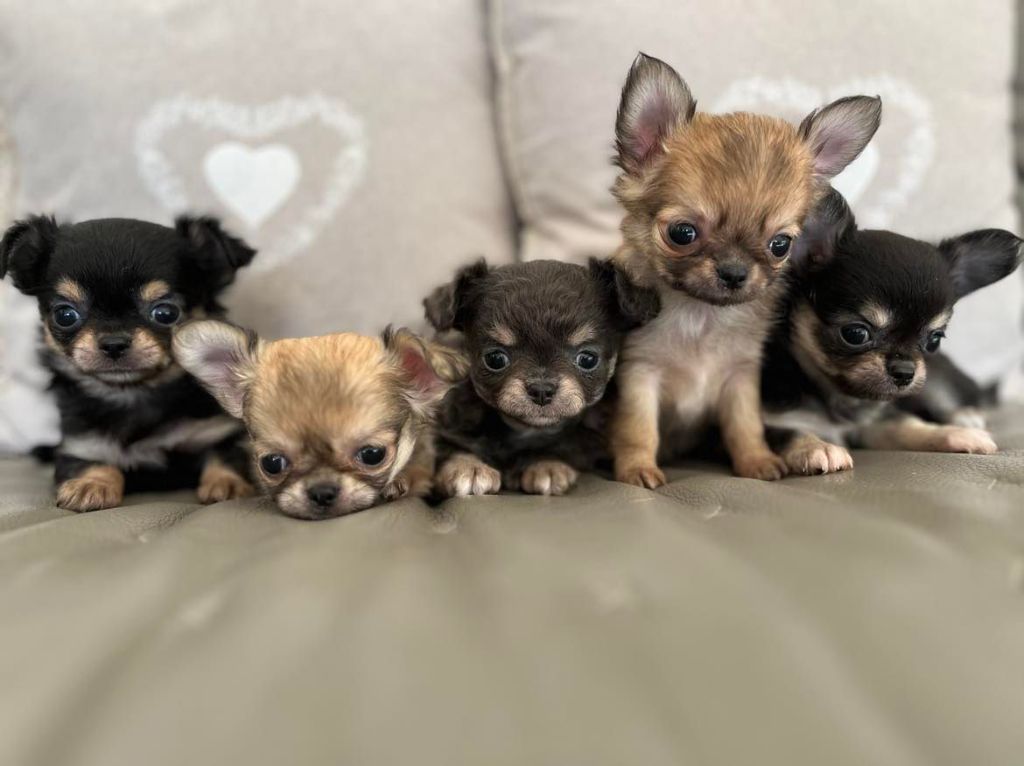 du Domaine San Sébastian - Des chiots sont à réserver 