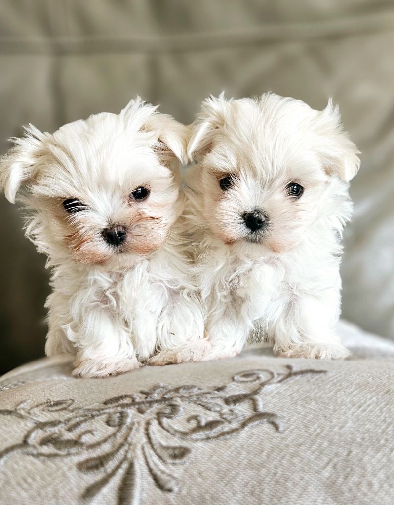du Domaine San Sébastian - Des chiots sont à réserver