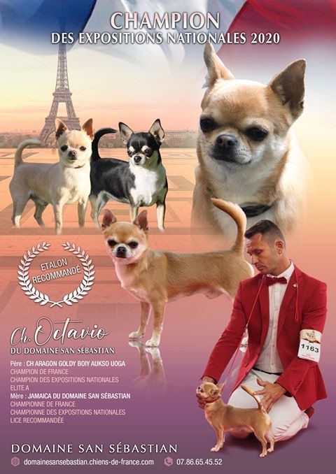 du Domaine San Sébastian - Nouveau Champion 2020