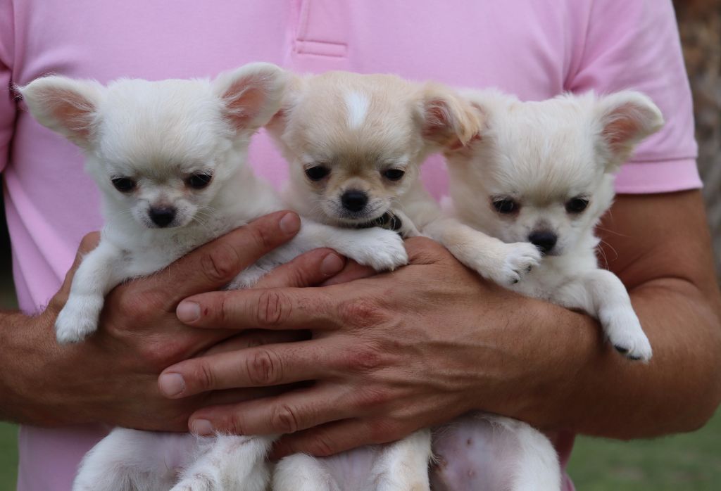 Chiots disponibles prochainement...