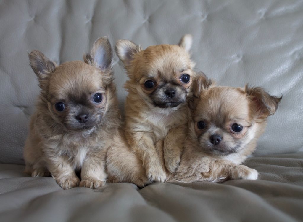 du Domaine San Sébastian - Des chiots sont à réserver 