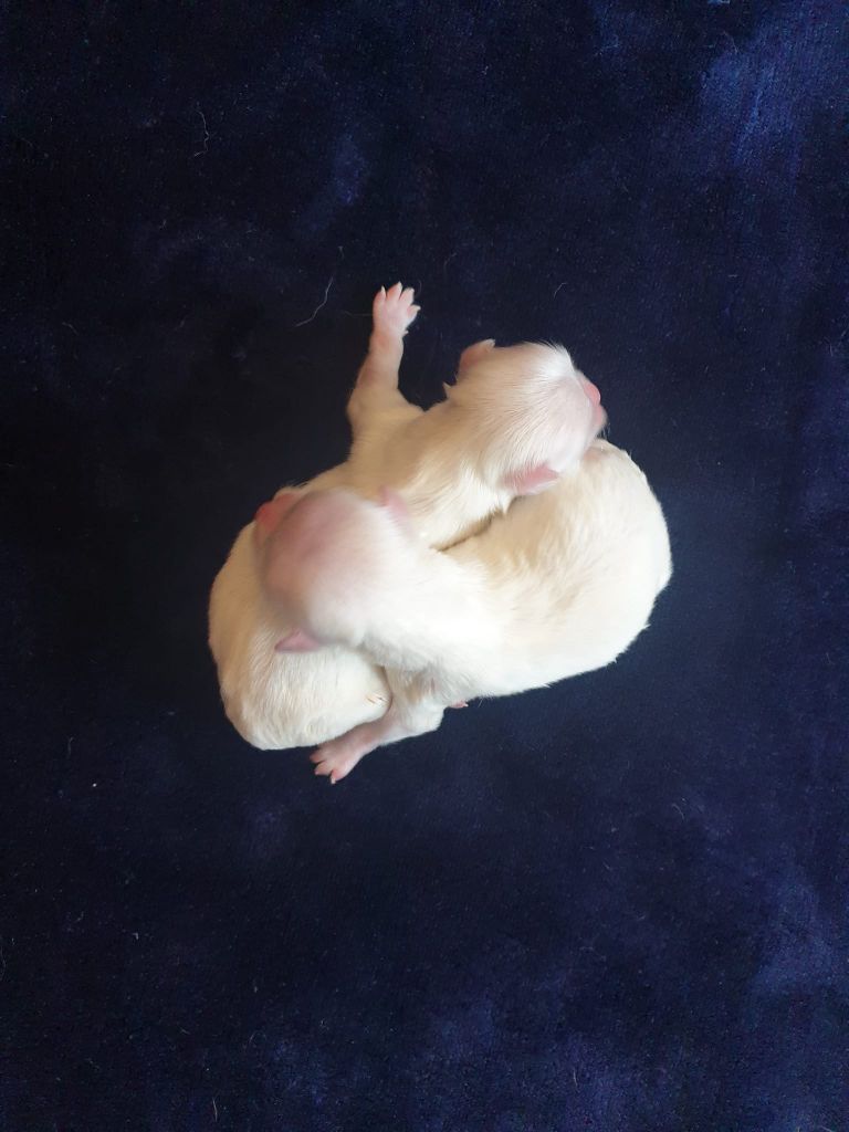 du Domaine San Sébastian - Des bébés sont nés...