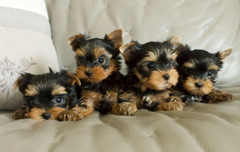 du Domaine San Sébastian - Des chiots sont à réserver