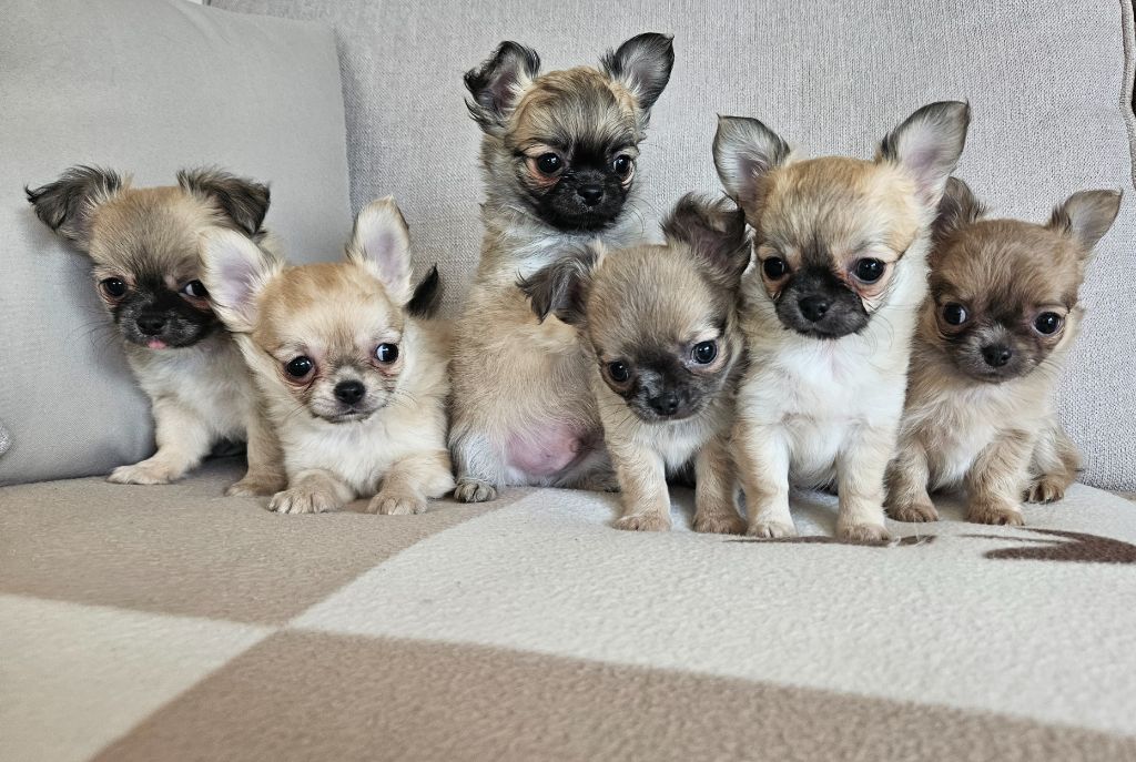 du Domaine San Sébastian - Chiots disponibles