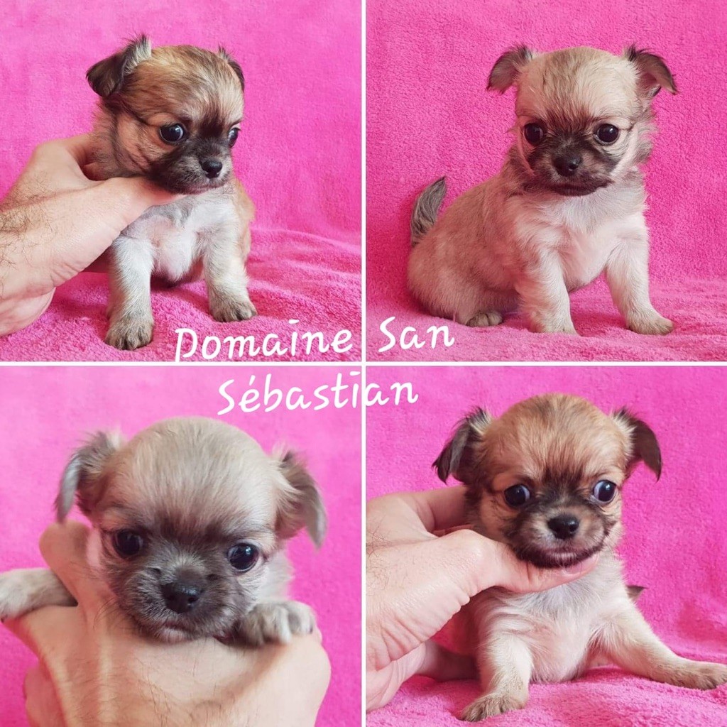 du Domaine San Sébastian - Chiots à poils longs