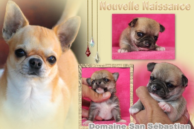 du Domaine San Sébastian - Nouvelle Naissance