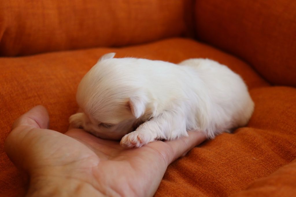 Chiot femelle à réserver 