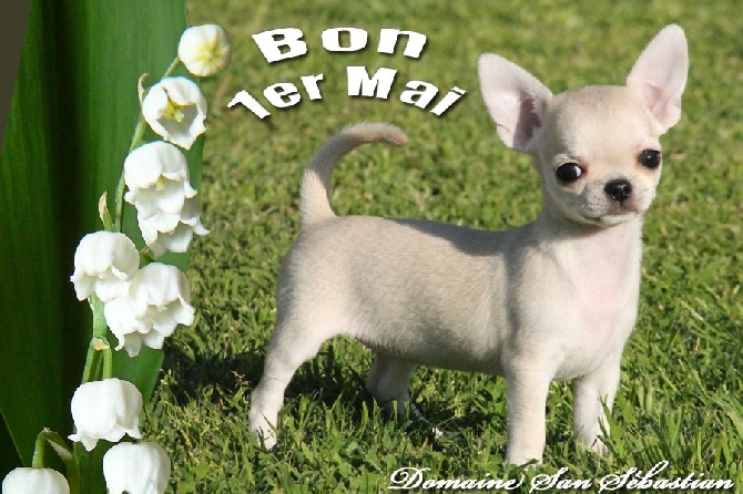 du Domaine San Sébastian - Joyeux 1er Mai