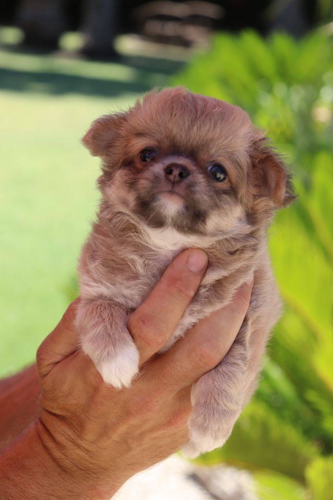 Magnifique chiot Femelle Chihuahua à poils longs à réserver. !!