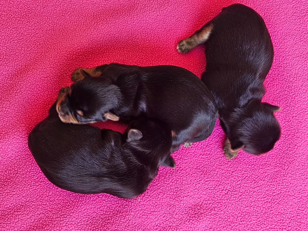 du Domaine San Sébastian - Chiots disponibles - Yorkshire Terrier