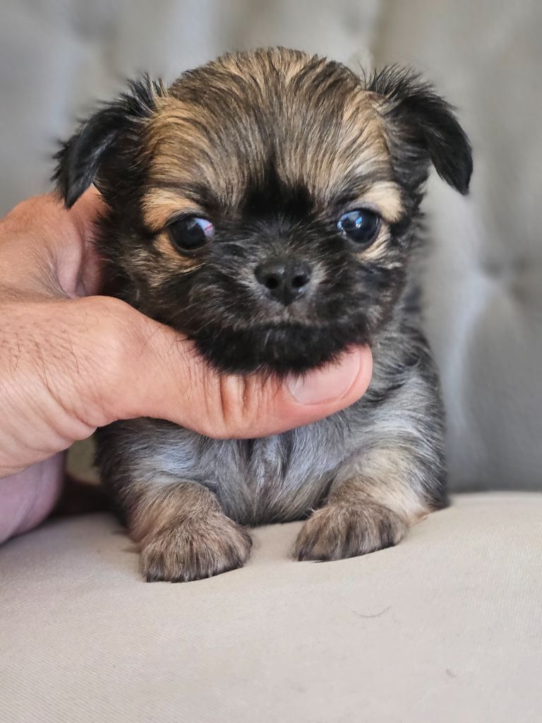 du Domaine San Sébastian - Chiots disponibles - Chihuahua
