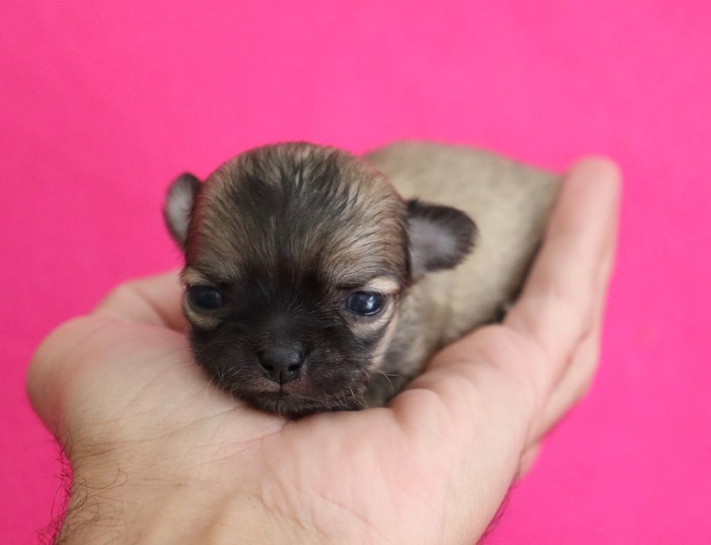 du Domaine San Sébastian - Chiots disponibles - Chihuahua