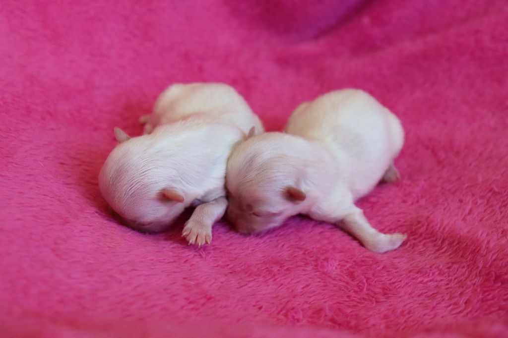 Chiot Bichon maltais du Domaine San Sébastian