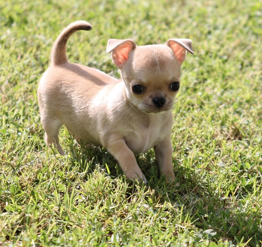 du Domaine San Sébastian - Chihuahua - Portée née le 29/04/2020