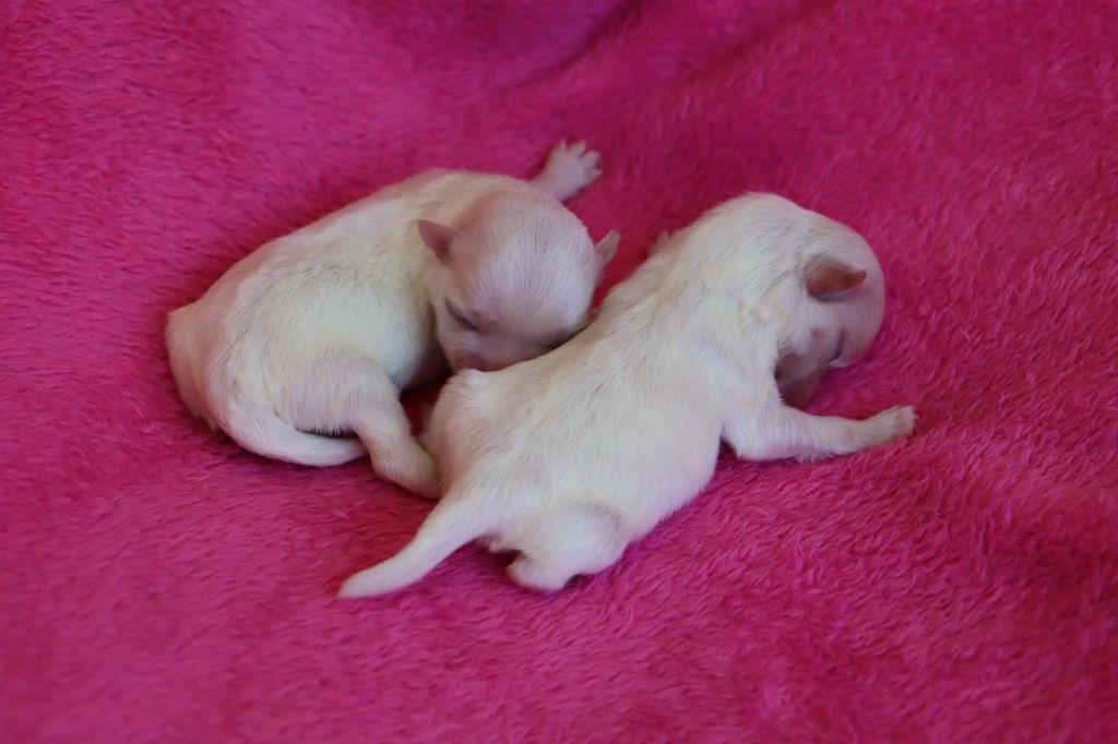 du Domaine San Sébastian - Chiots disponibles - Bichon maltais