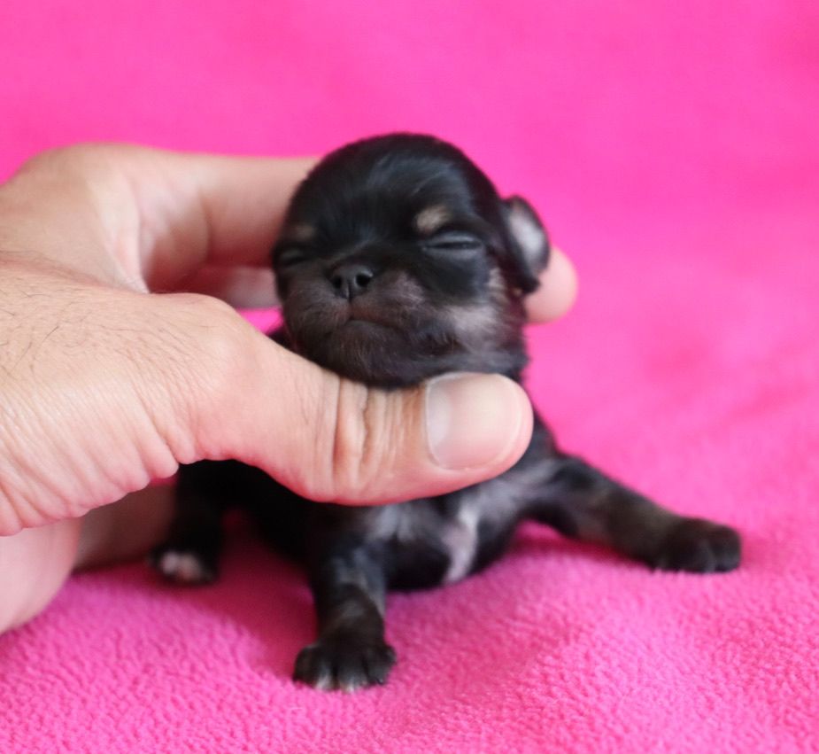 du Domaine San Sébastian - Chiots disponibles - Chihuahua