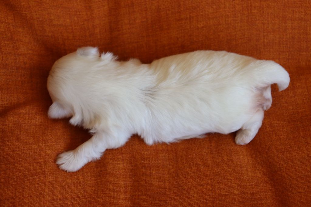 du Domaine San Sébastian - Chiots disponibles - Bichon maltais