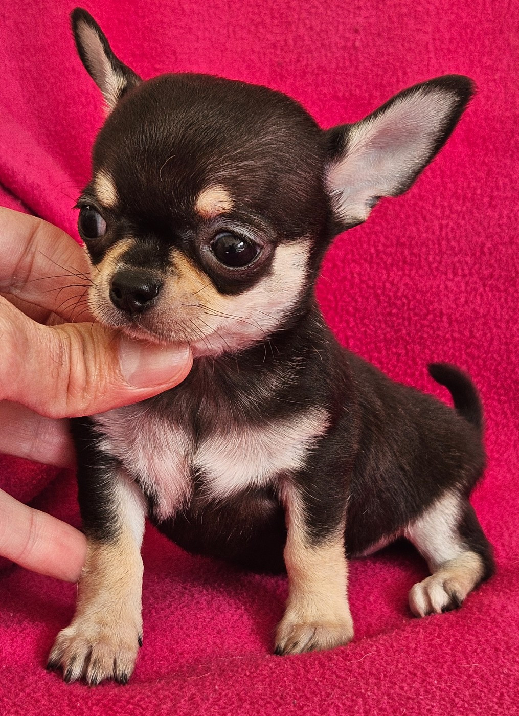 du Domaine San Sébastian - Chiots disponibles - Chihuahua