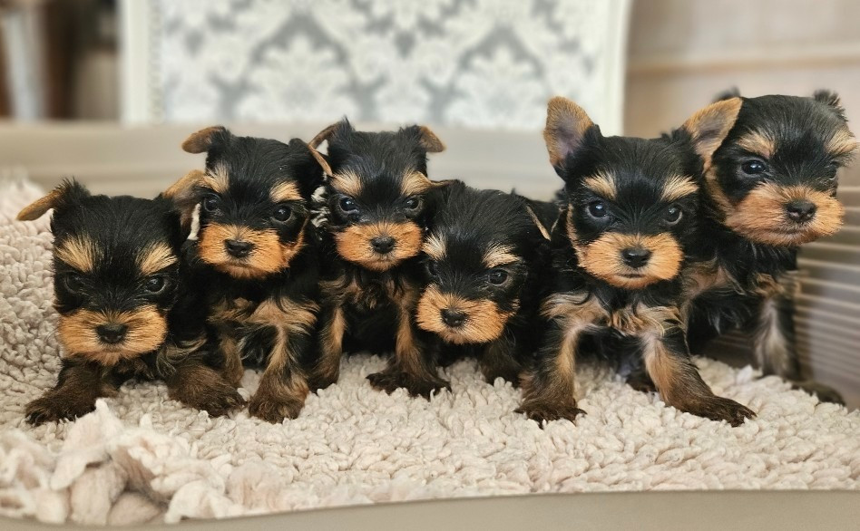 Chiot Yorkshire Terrier du Domaine San Sébastian