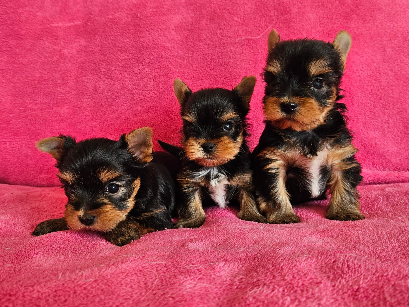 du Domaine San Sébastian - Yorkshire Terrier - Portée née le 01/02/2026