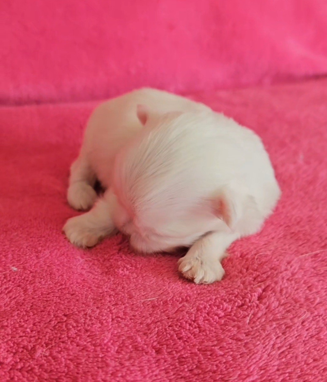 du Domaine San Sébastian - Chiots disponibles - Bichon maltais