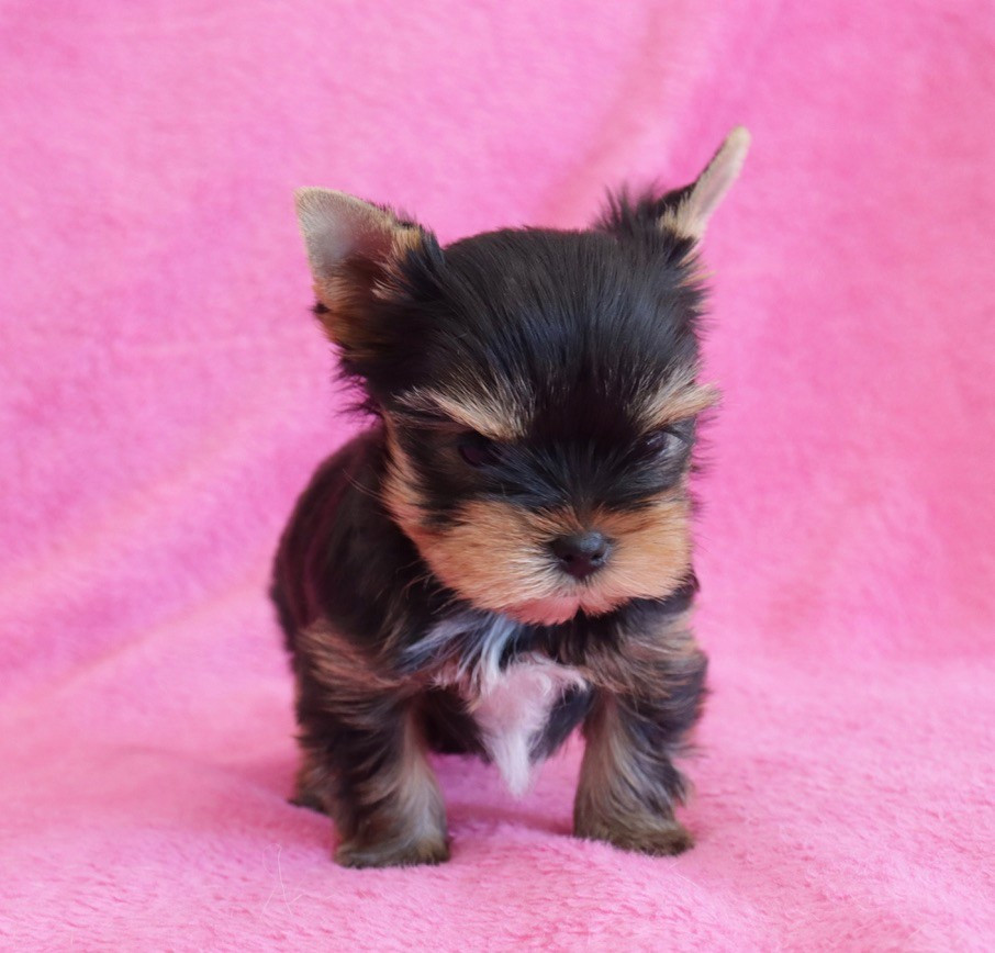 du Domaine San Sébastian - Chiots disponibles - Yorkshire Terrier