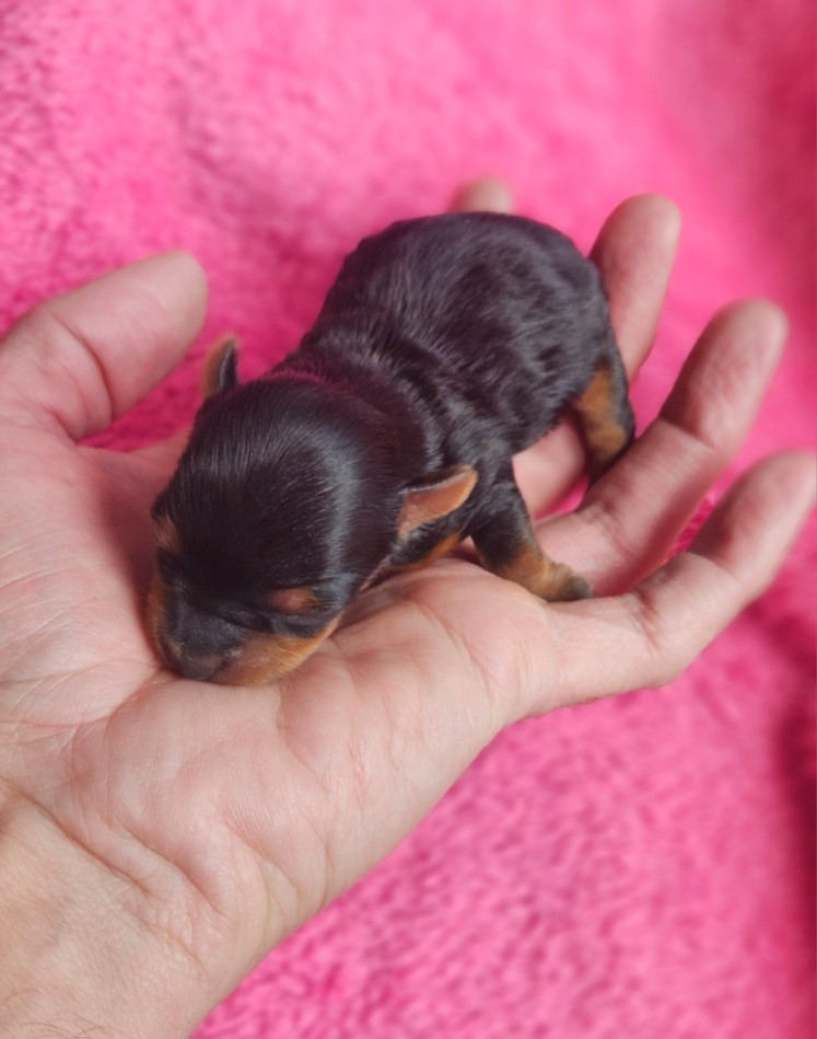 du Domaine San Sébastian - Chiots disponibles - Yorkshire Terrier