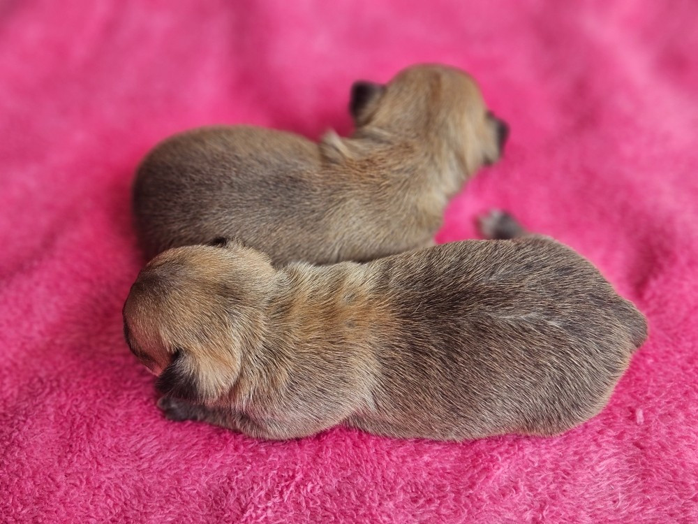 du Domaine San Sébastian - Chiots disponibles - Chihuahua