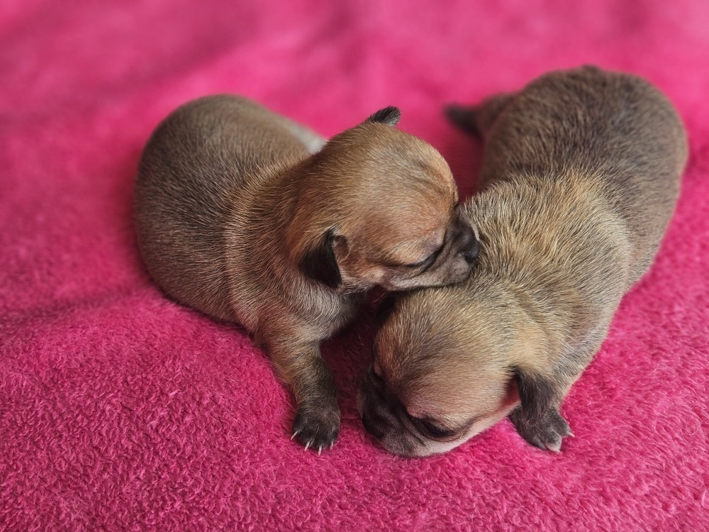 du Domaine San Sébastian - Chiots disponibles - Chihuahua