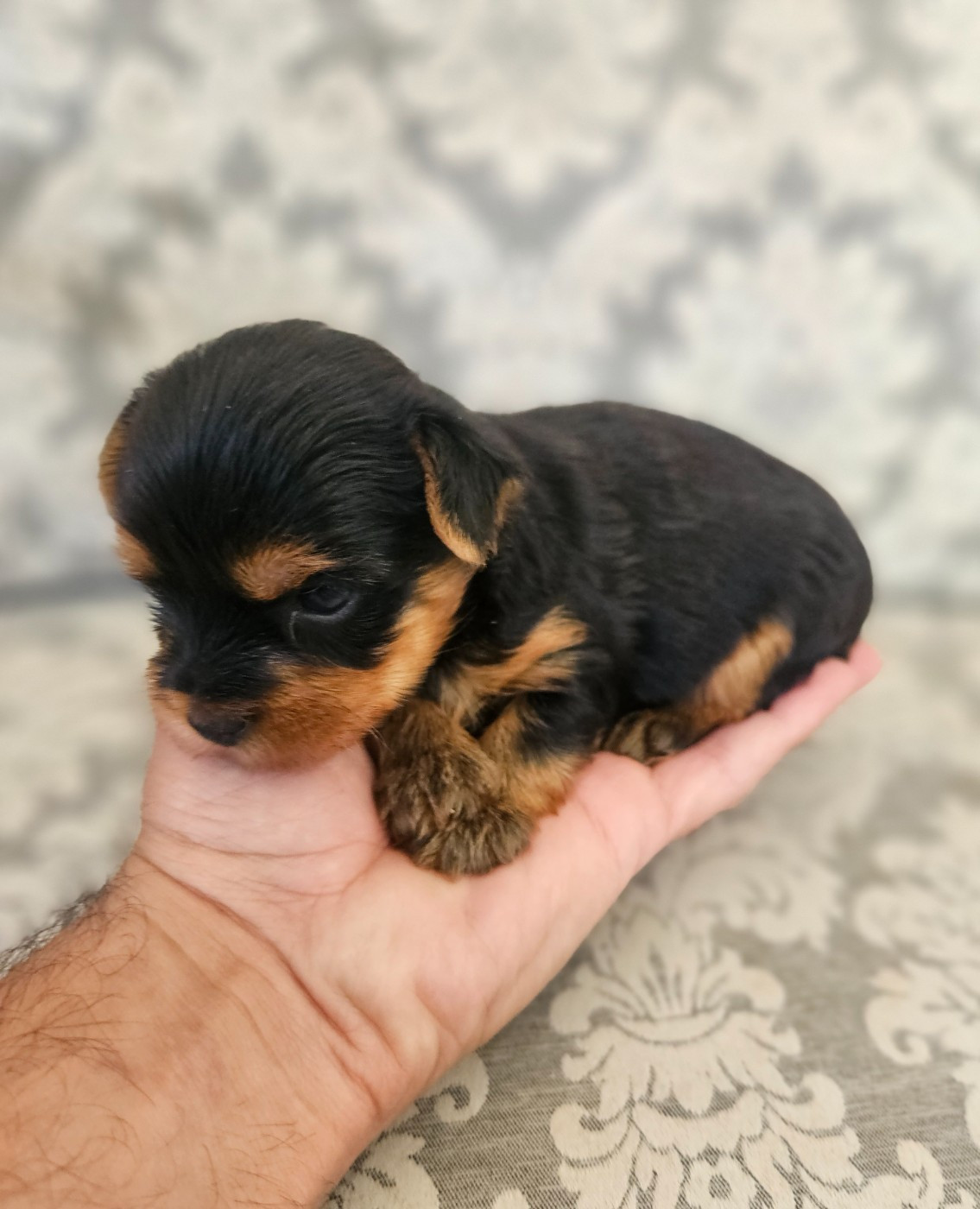 du Domaine San Sébastian - Chiots disponibles - Yorkshire Terrier