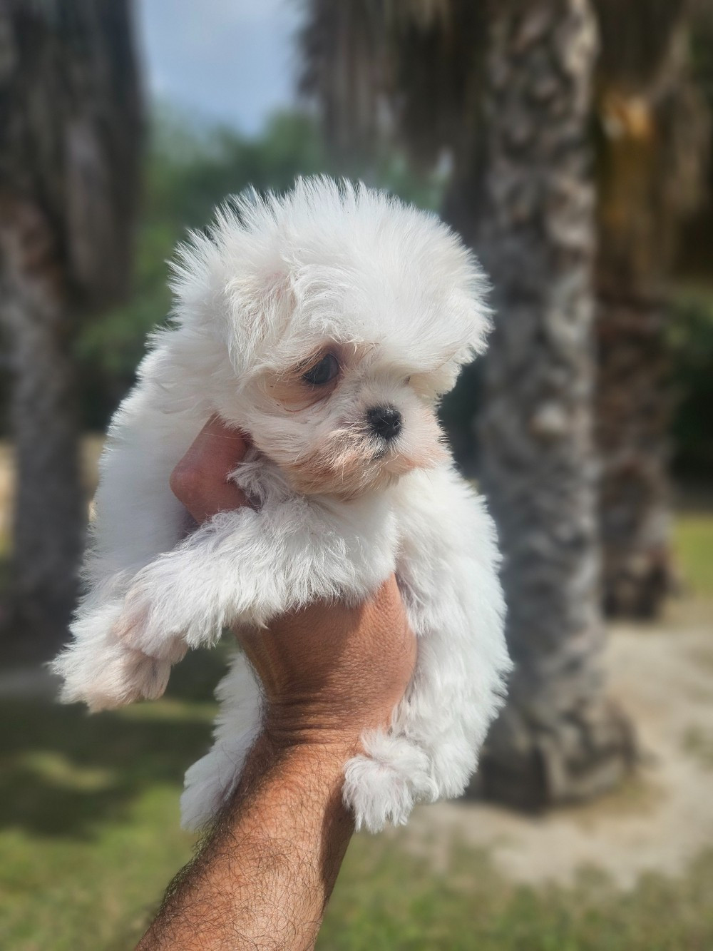 du Domaine San Sébastian - Bichon maltais - Portée née le 17/02/2026