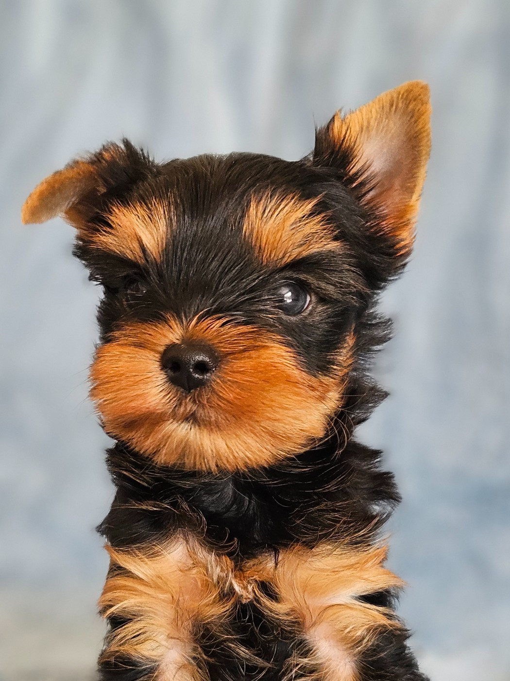 du Domaine San Sébastian - Chiots disponibles - Yorkshire Terrier