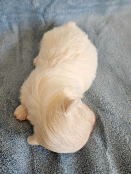Chiot Bichon maltais du Domaine San Sébastian