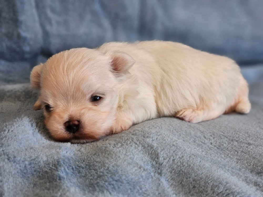 du Domaine San Sébastian - Chiots disponibles - Bichon maltais