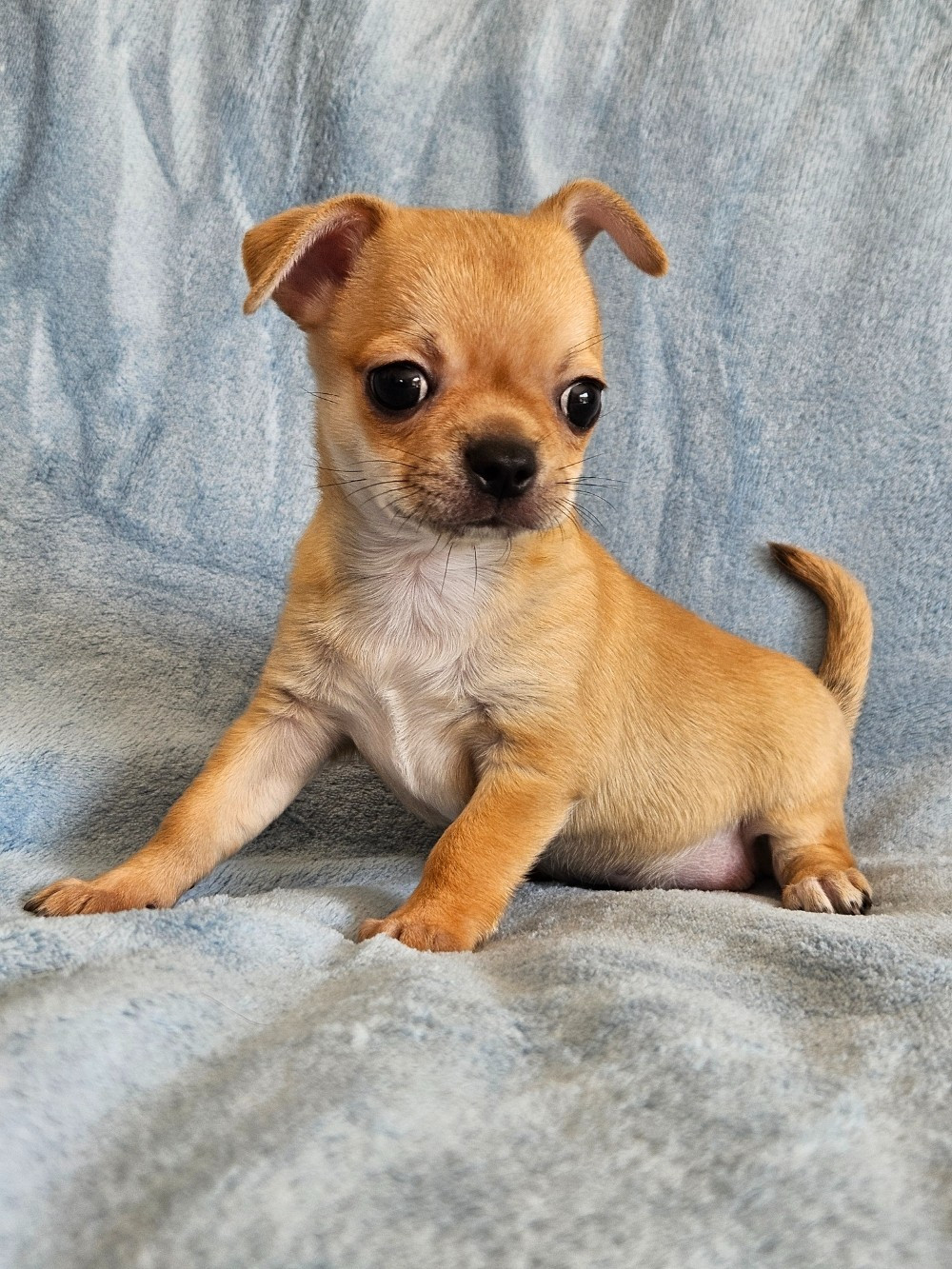 du Domaine San Sébastian - Chiots disponibles - Chihuahua
