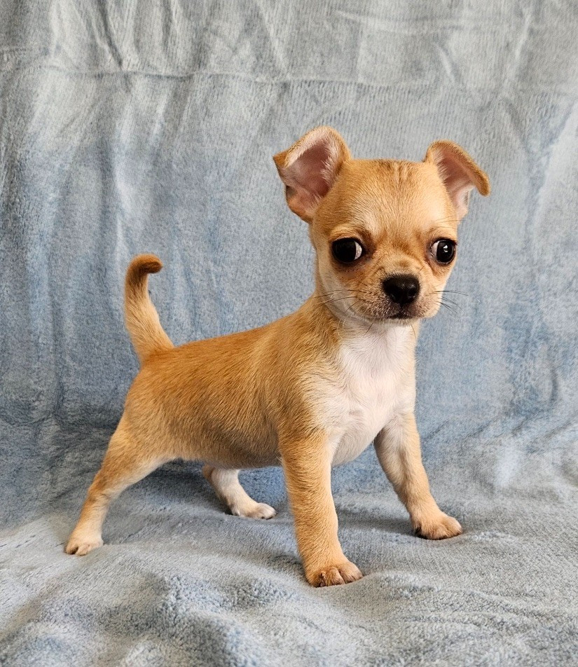 du Domaine San Sébastian - Chiots disponibles - Chihuahua