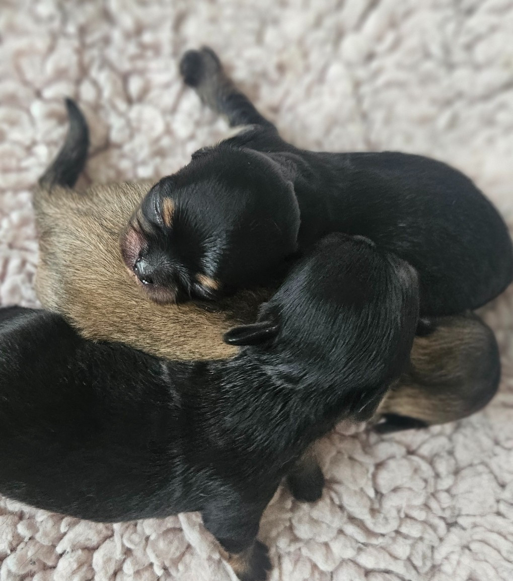Chiot Chihuahua du Domaine San Sébastian