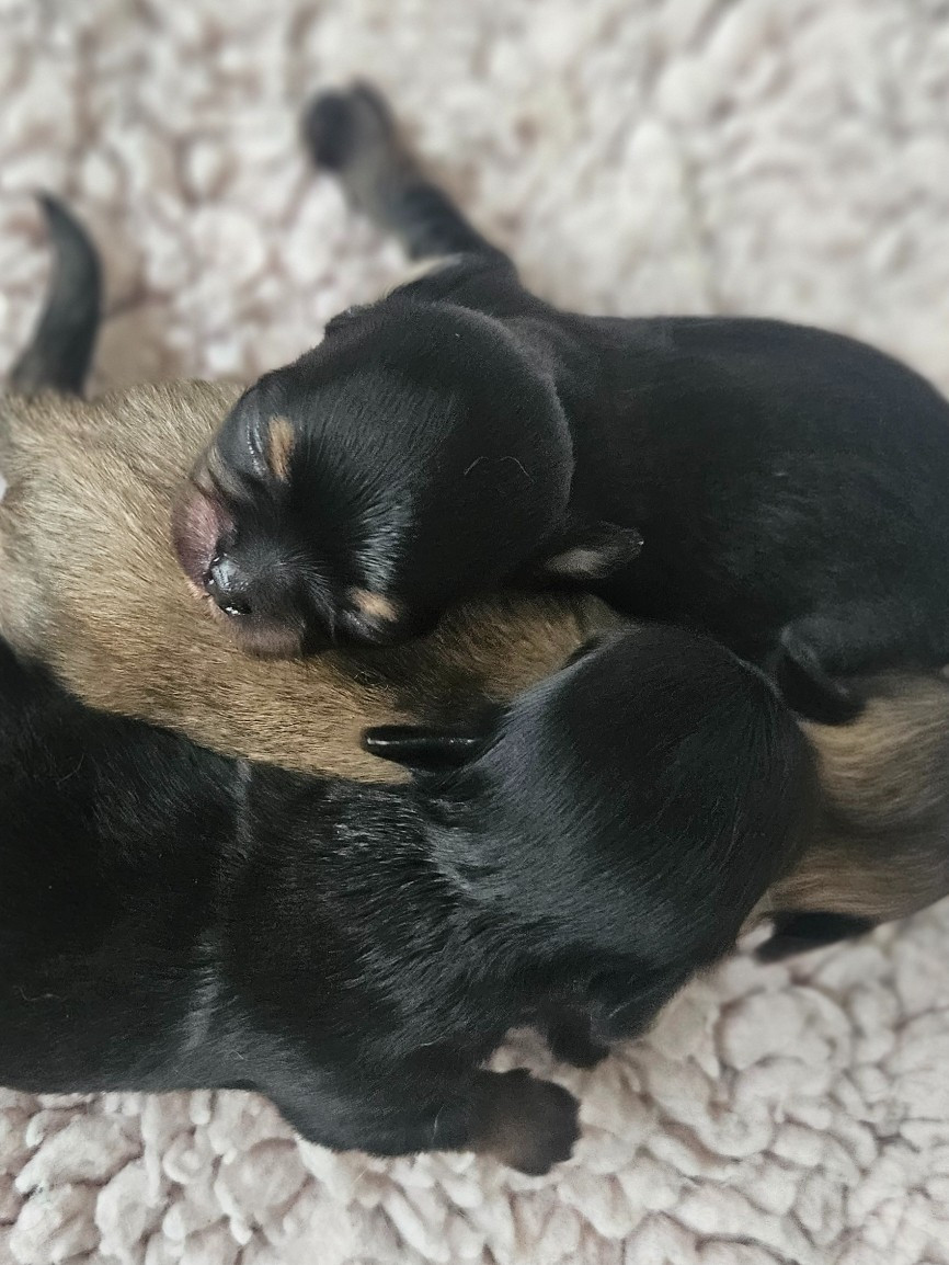 du Domaine San Sébastian - Chiots disponibles - Chihuahua