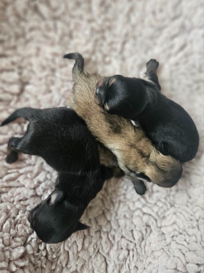 du Domaine San Sébastian - Chiots disponibles - Chihuahua