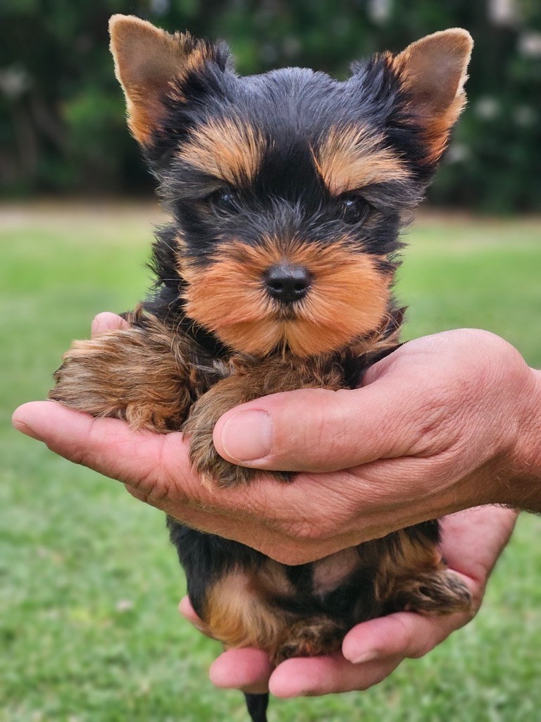 du Domaine San Sébastian - Chiots disponibles - Yorkshire Terrier