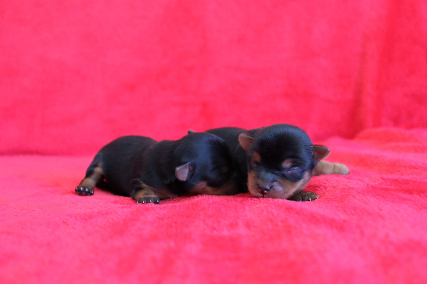 du Domaine San Sébastian - Chiots disponibles - Yorkshire Terrier