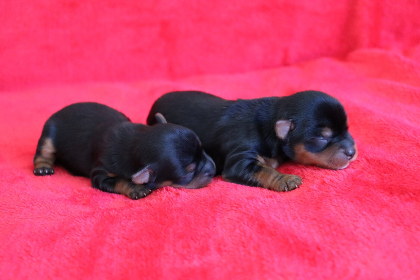 du Domaine San Sébastian - Chiots disponibles - Yorkshire Terrier