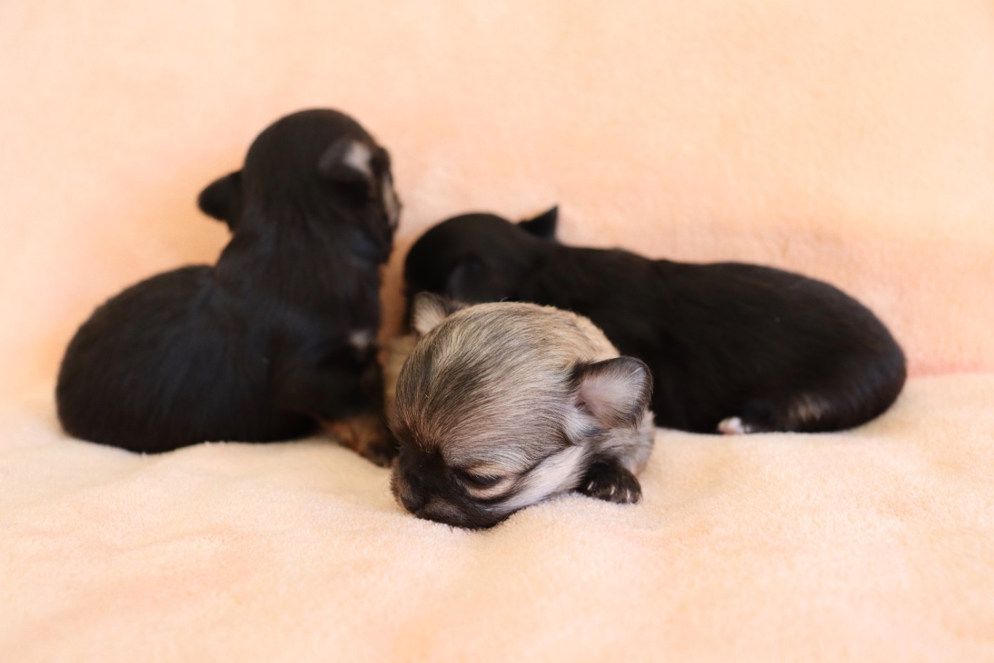Chiot N°1