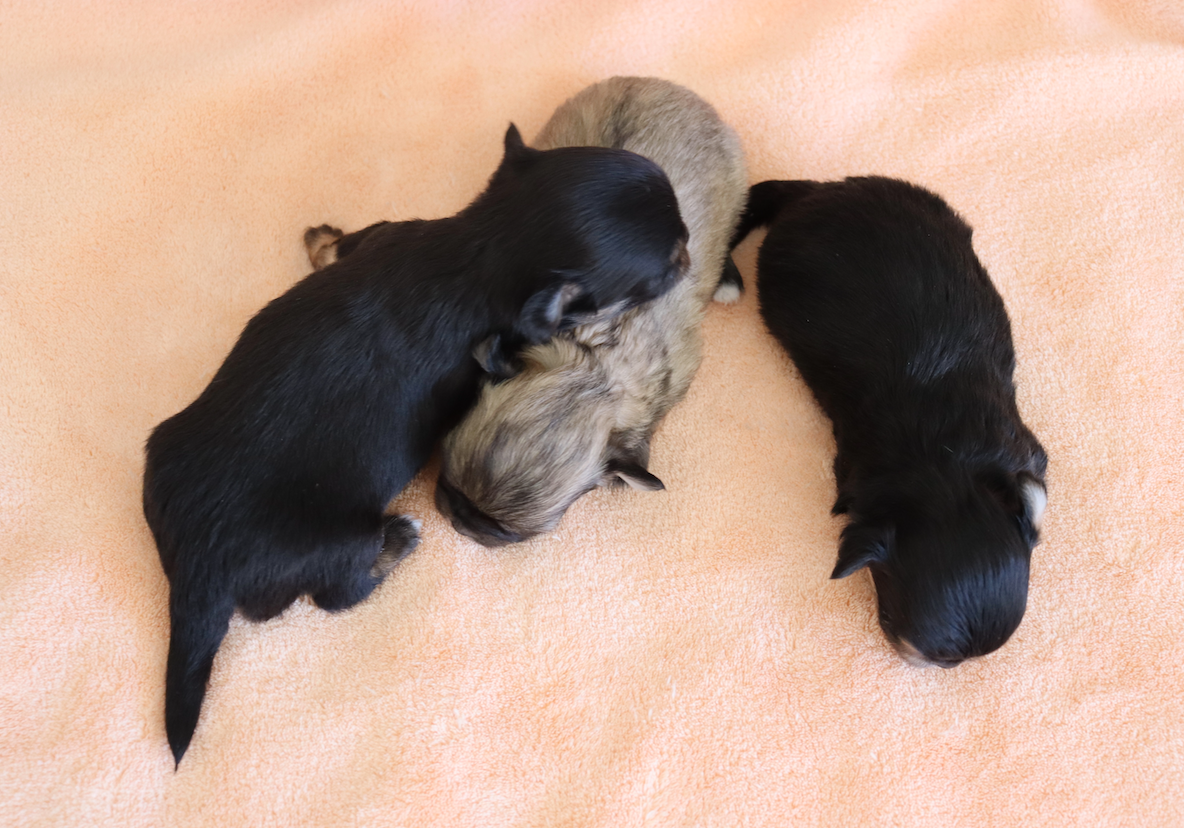 Chiot N°3