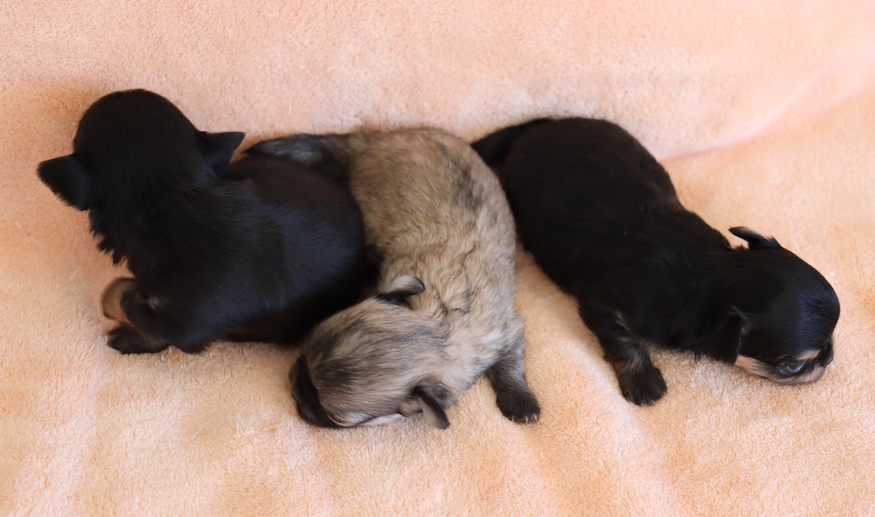 Chiot N°2