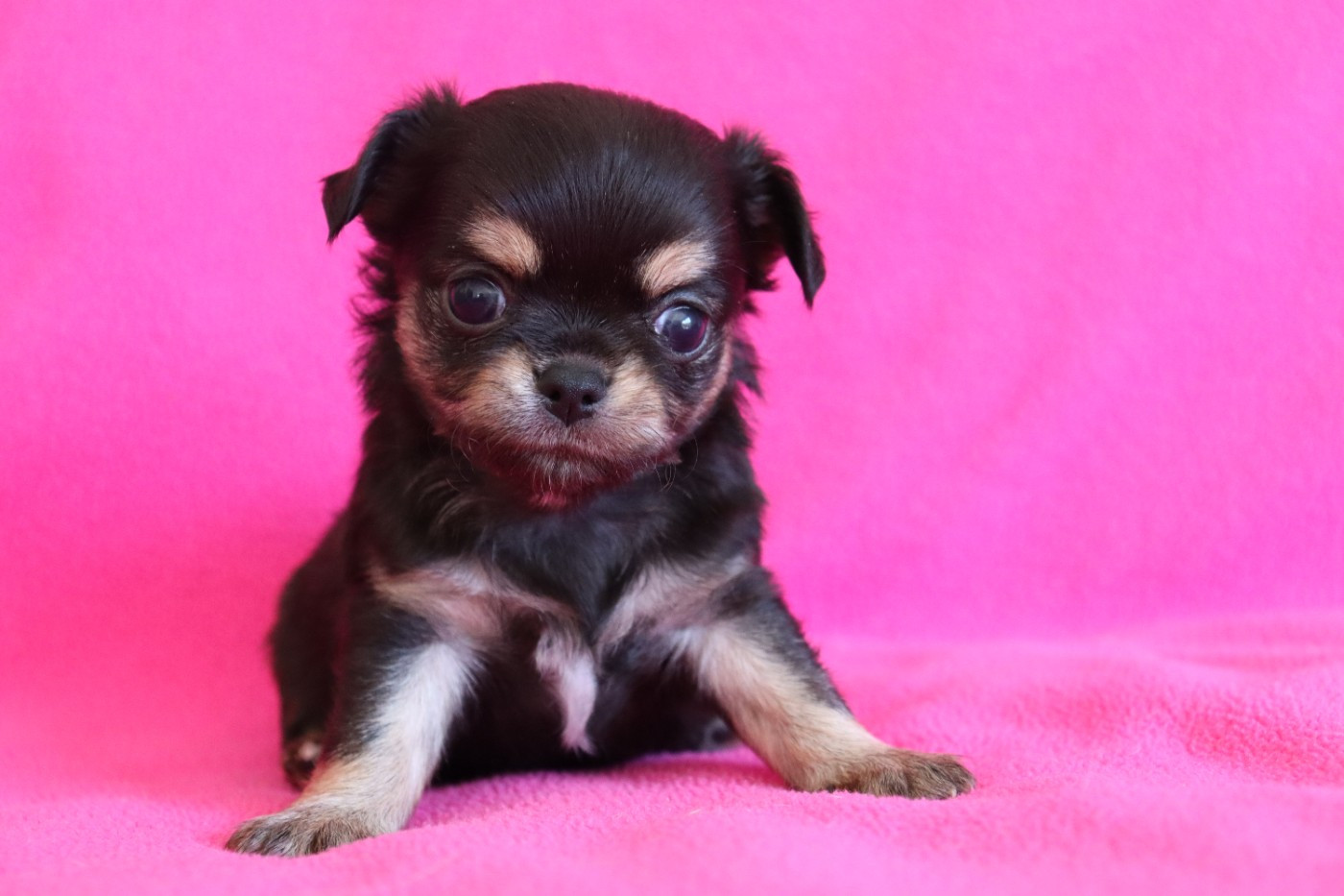 du Domaine San Sébastian - Chiots disponibles - Chihuahua
