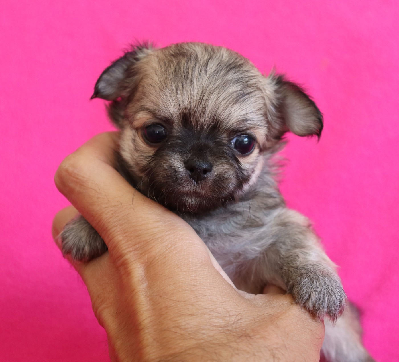 du Domaine San Sébastian - Chiots disponibles - Chihuahua