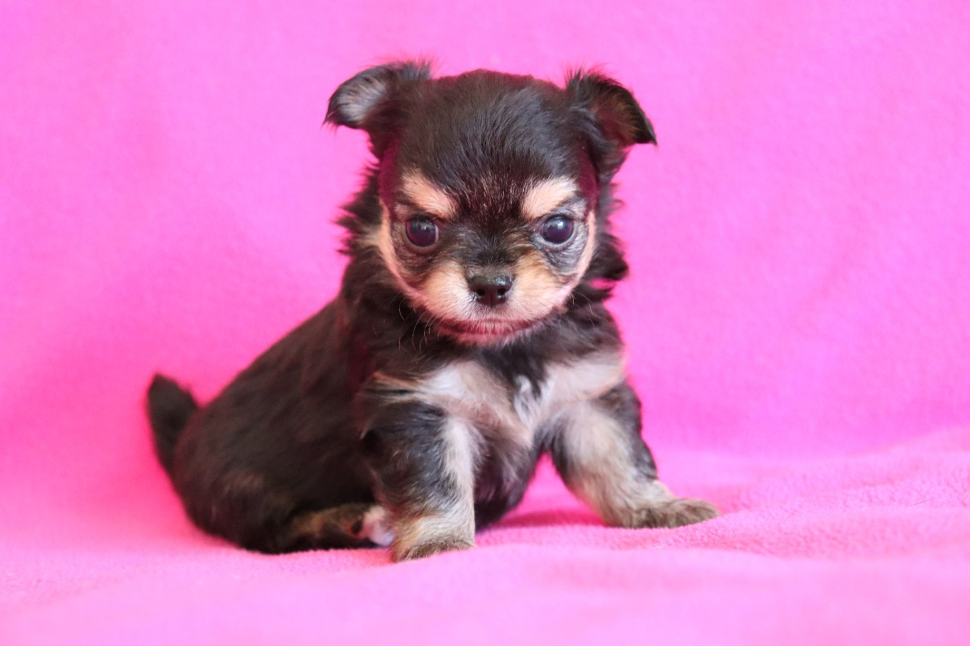 du Domaine San Sébastian - Chiots disponibles - Chihuahua